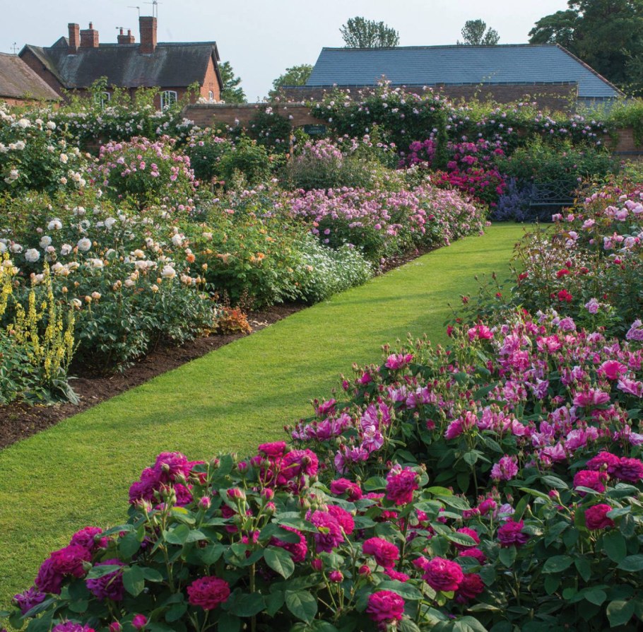 Роза Кантри Гарден (Country Garden)