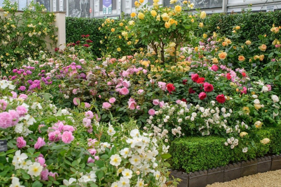 Сад роз Дэвида Остина David Austin Rose Garden Великобритания