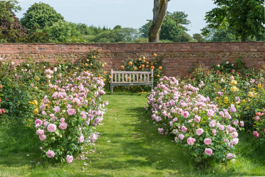 Розарий в саду Дэвида Остина