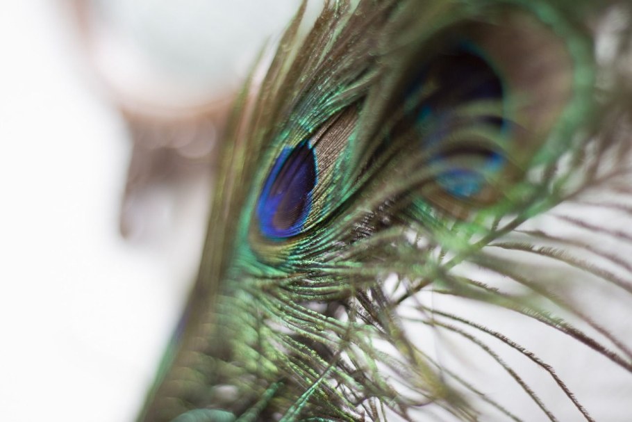 Веер из перьев птиц