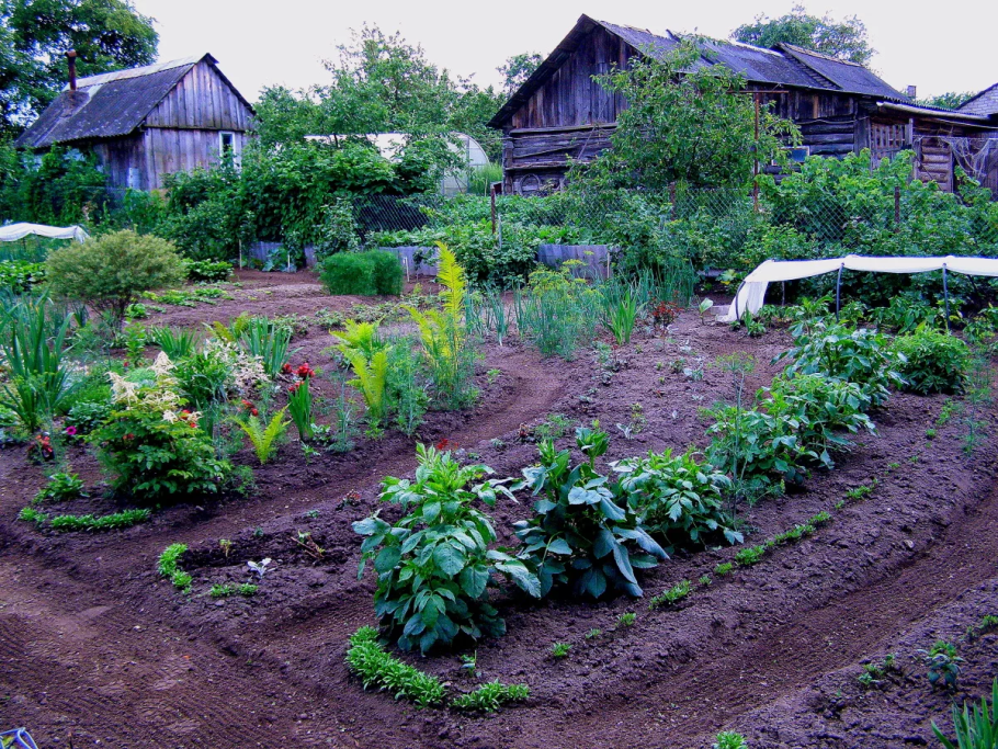 Урожай с огорода