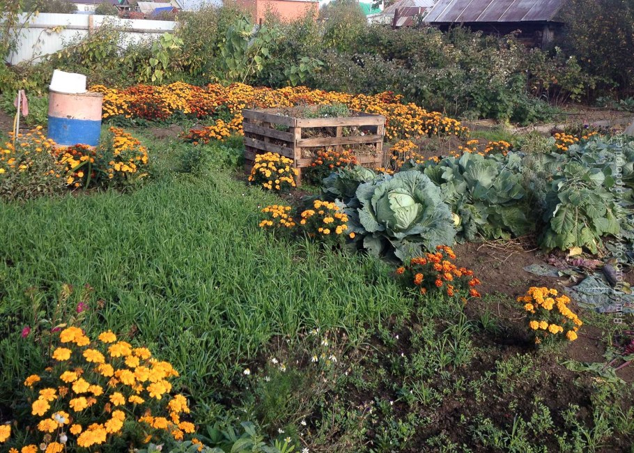 Любимая дача сад и огород