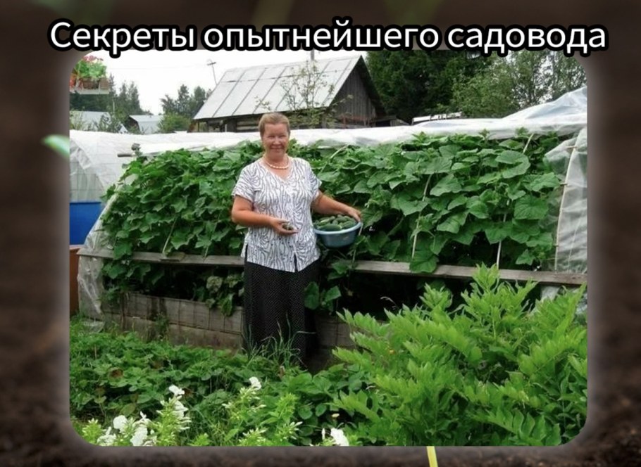 Дачник с огурцом