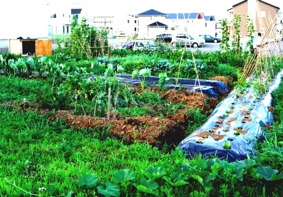 Грядки в огороде