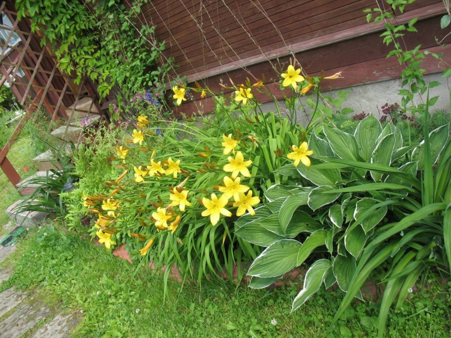 Лилейник и Хоста на клумбе