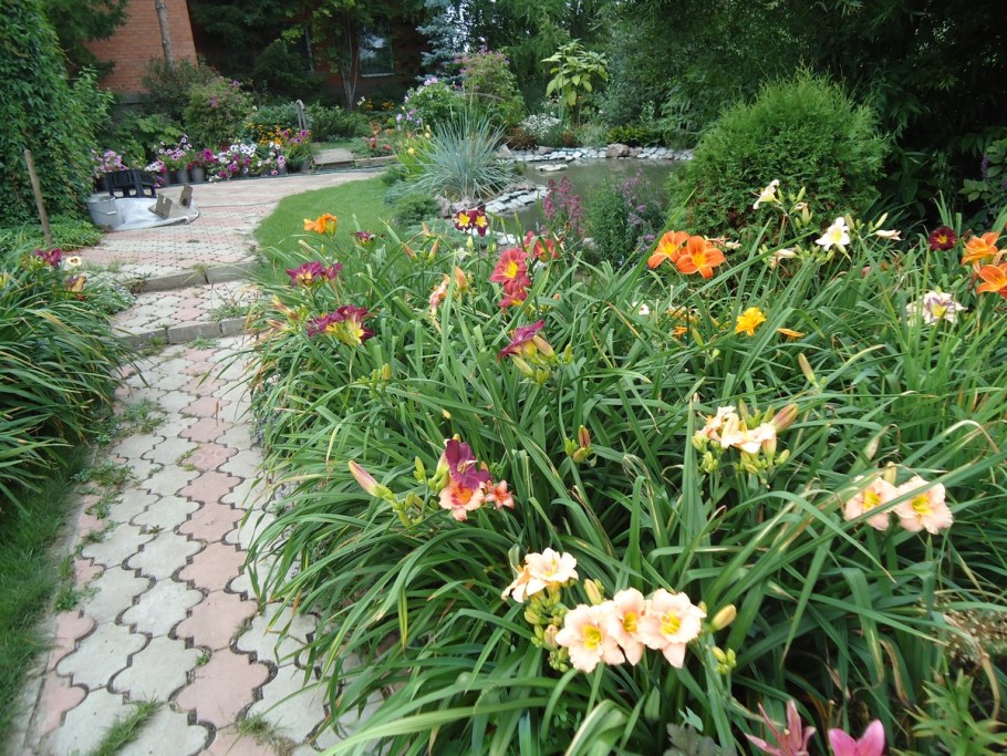 Ирисы лилейники и Хоста в клумбе