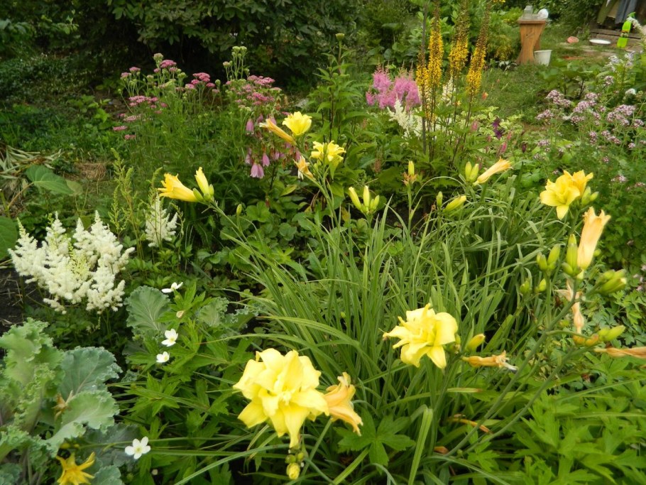 Хосты ирисы лилейник