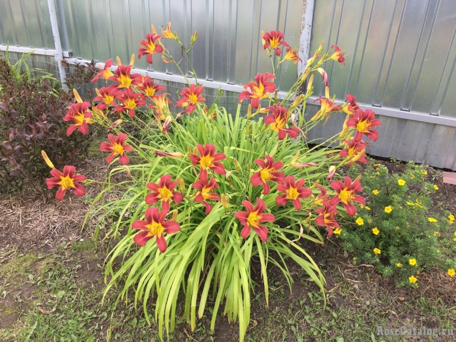 Лилейники на грядке