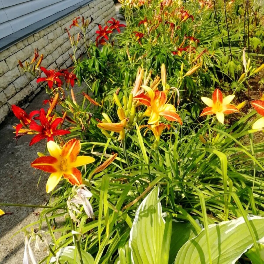 Лилейники клубневые