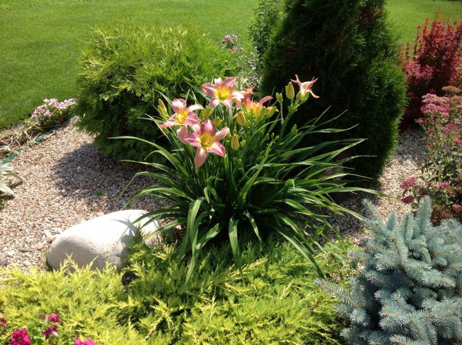 Хоста лилейник миксбордер