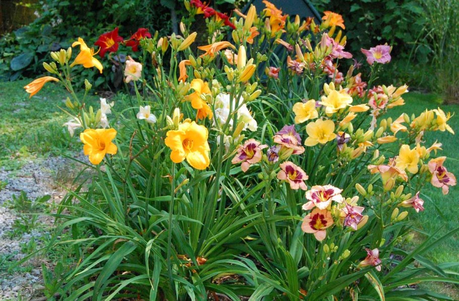 Лилейник гибридный Mix