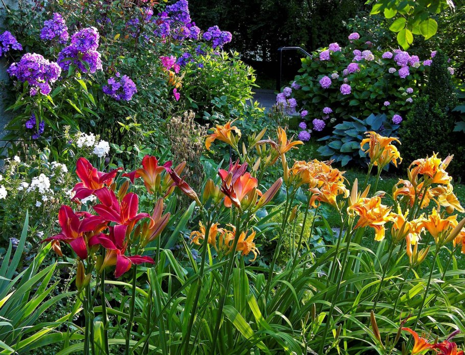 Лилейник с флоксами на клумбе