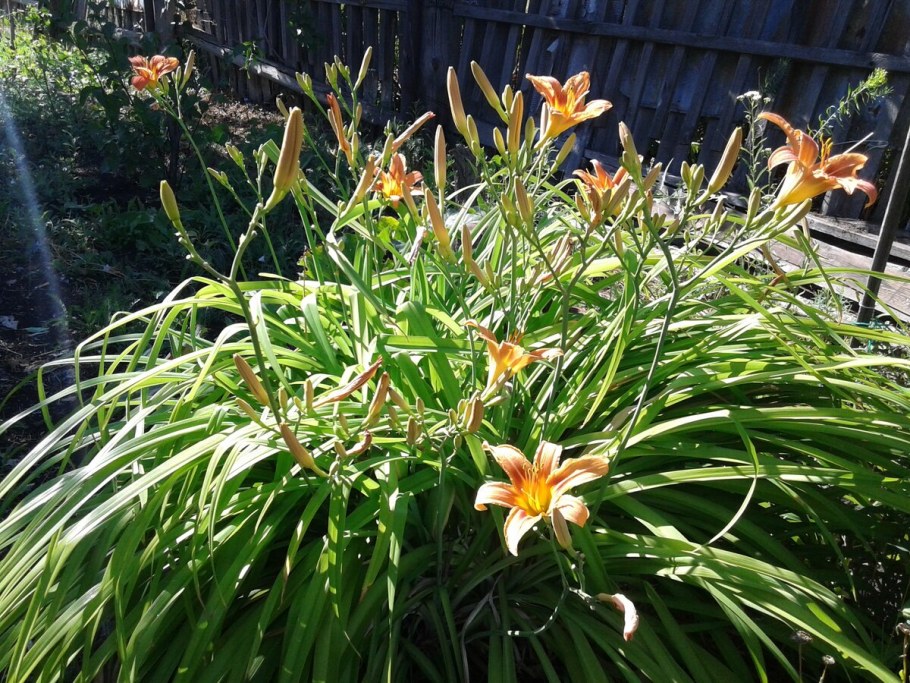 Лилейник снайпер куст