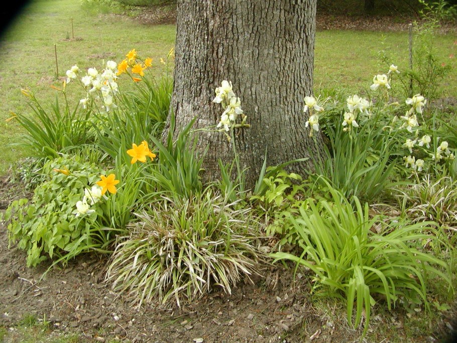 Хоста ирисы лилейник клумба