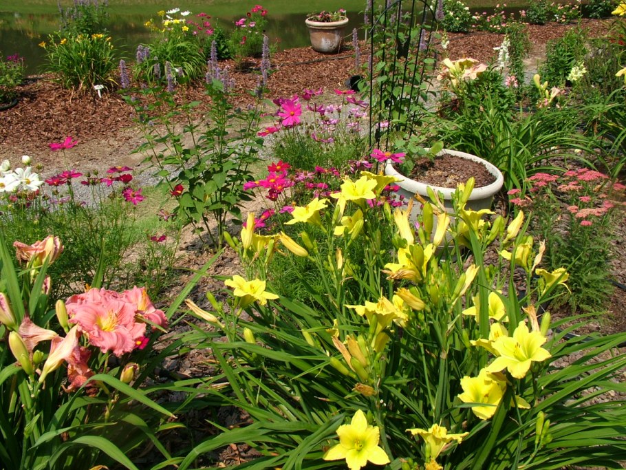 Пионы, Флоксы, лилейники, Хоста