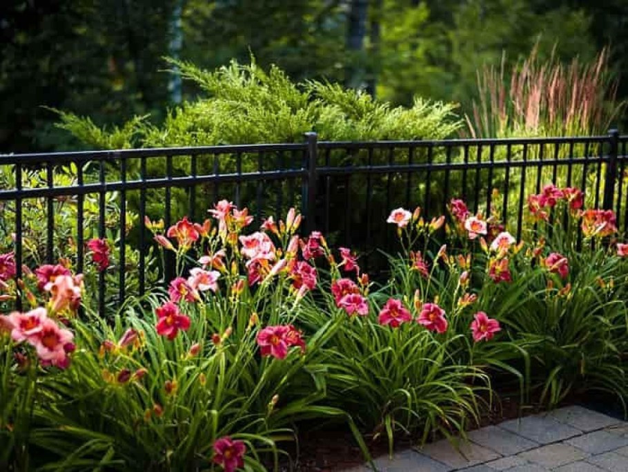 Пионы лилейники ирисы миксбордер