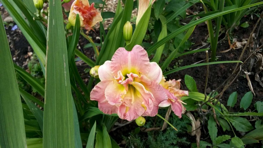 Лилейники баба Яга