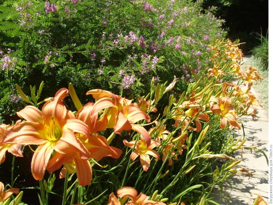 Лилейник Блэк аут