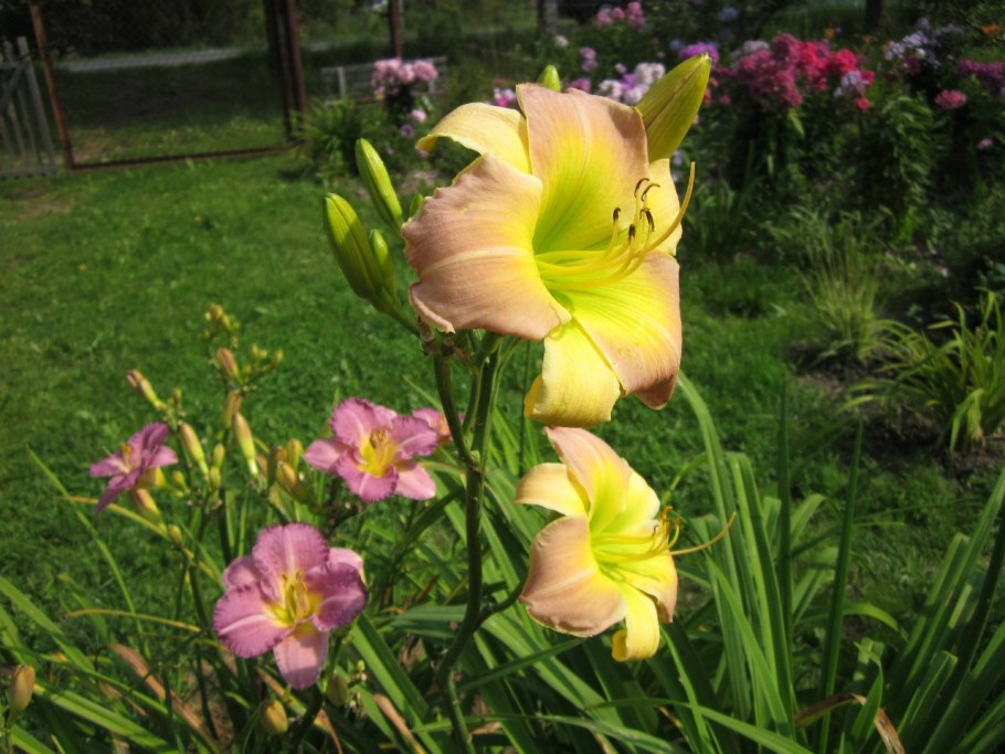 45. Лилейник гибридный