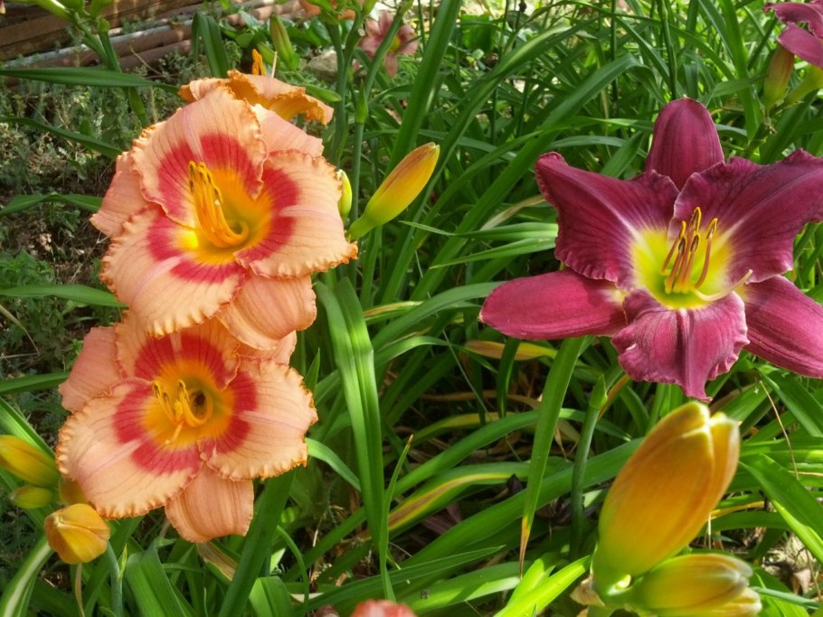 Лилейник Хэппи хулиган