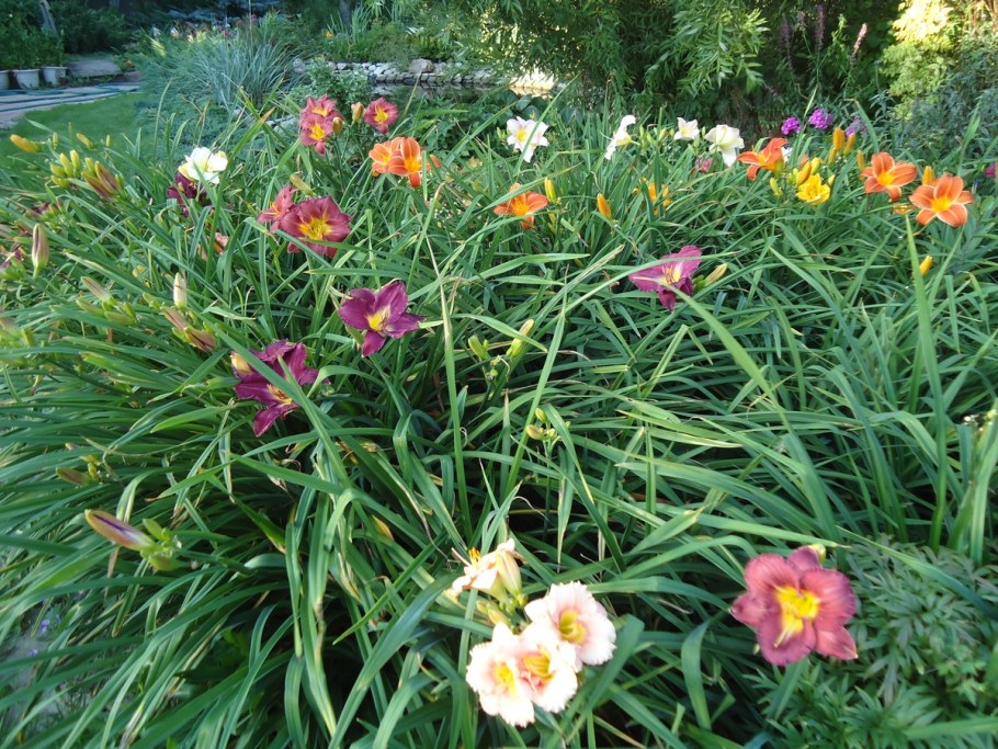 Лилейник Дариа Daria