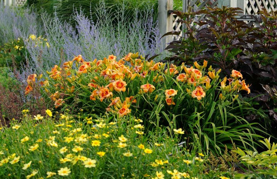 Лилейник в миксбордере