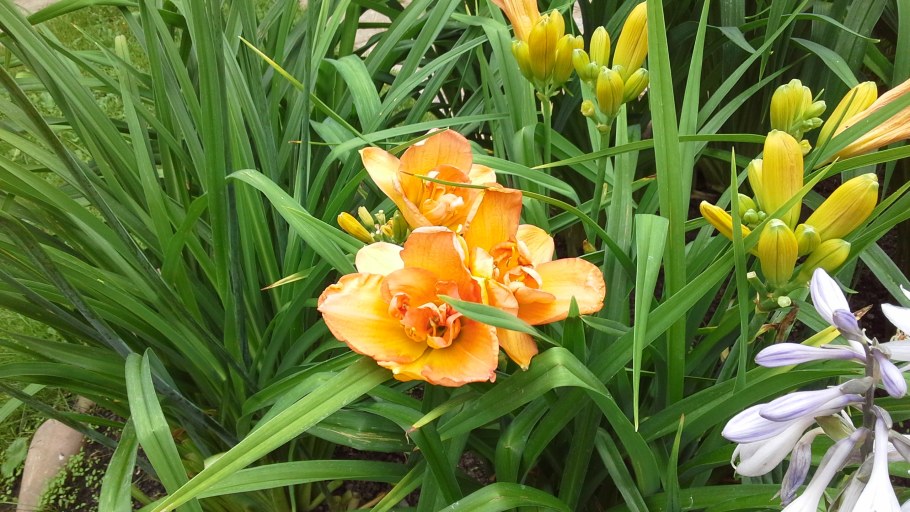 Лилейник Сибирский