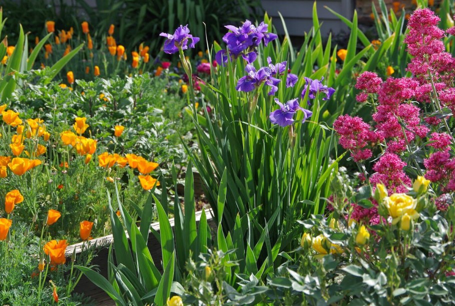 Клумба Ирис лилейник