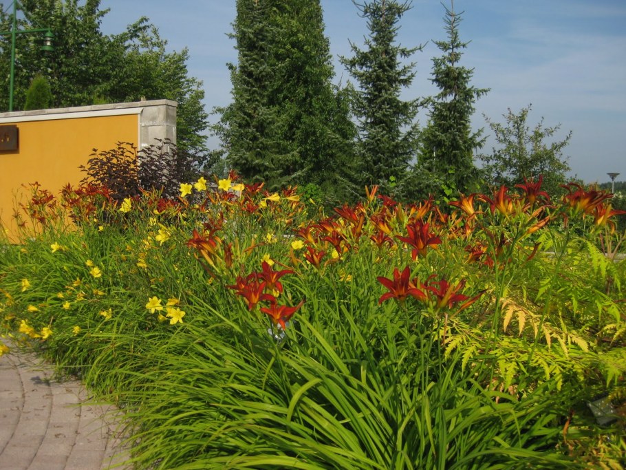 Крокосмия в цветнике