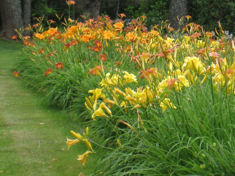 Рабатка лилейник