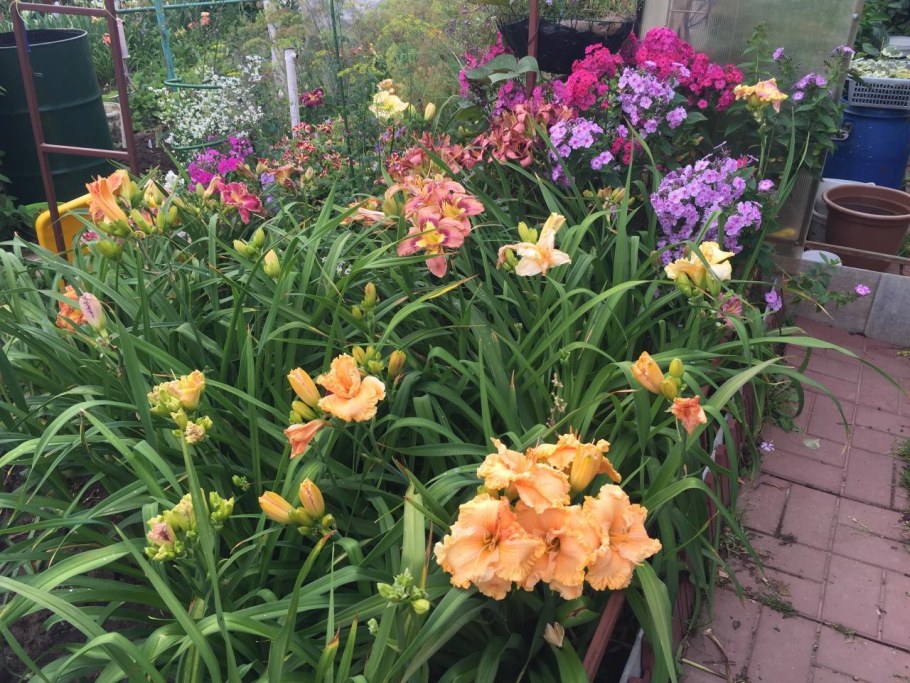 Цветник ирисы лилейники Флоксы