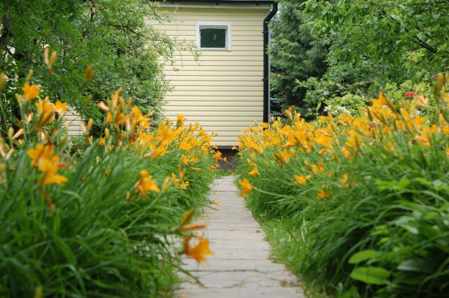 Изгородь из лилейников