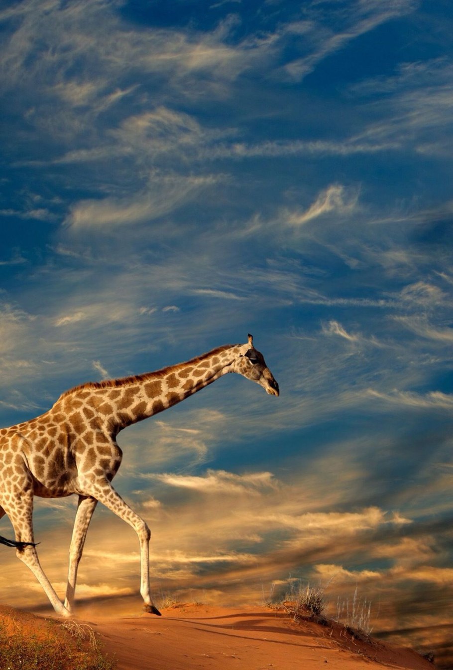 Жак Лоран АГАС Жираф