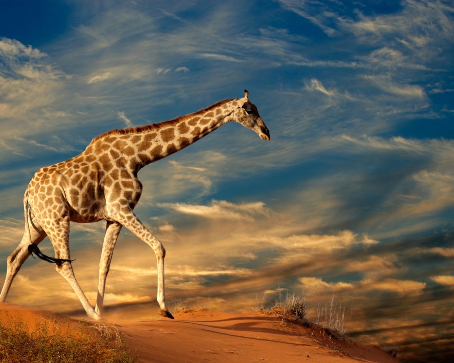 Жираф подвиды