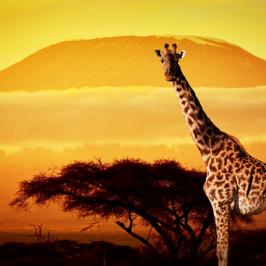 Роспись стен в интерьере Жираф