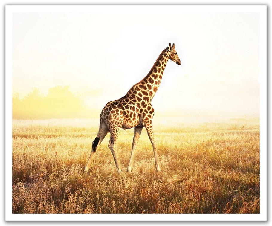 Заставка на рабочий стол Жираф