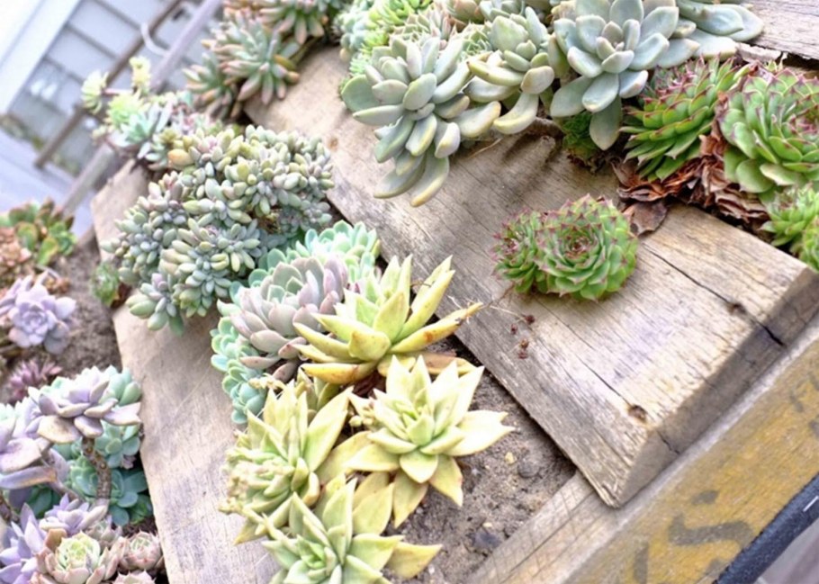 Молодило гипертуф