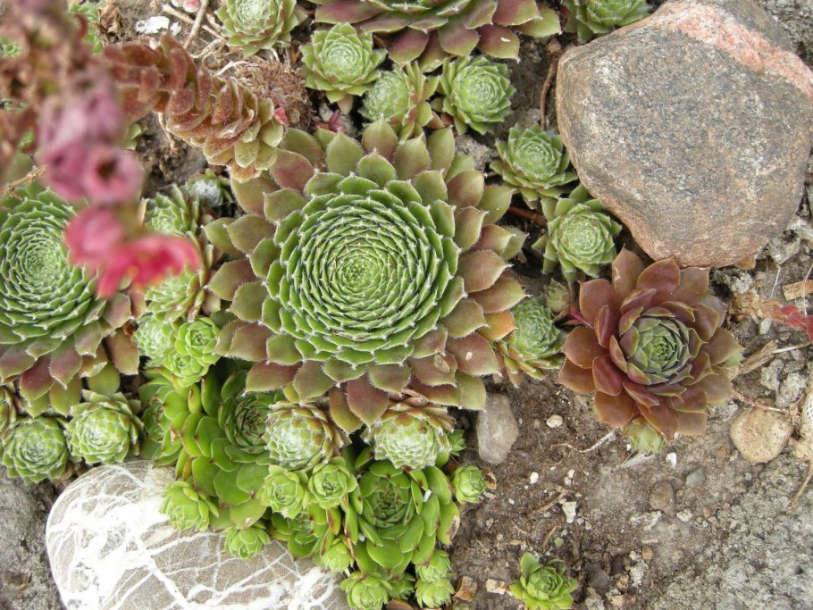 Молодило гипертуф