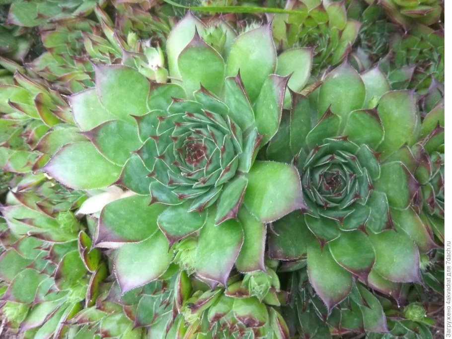 Суккулент роза каменная композиции