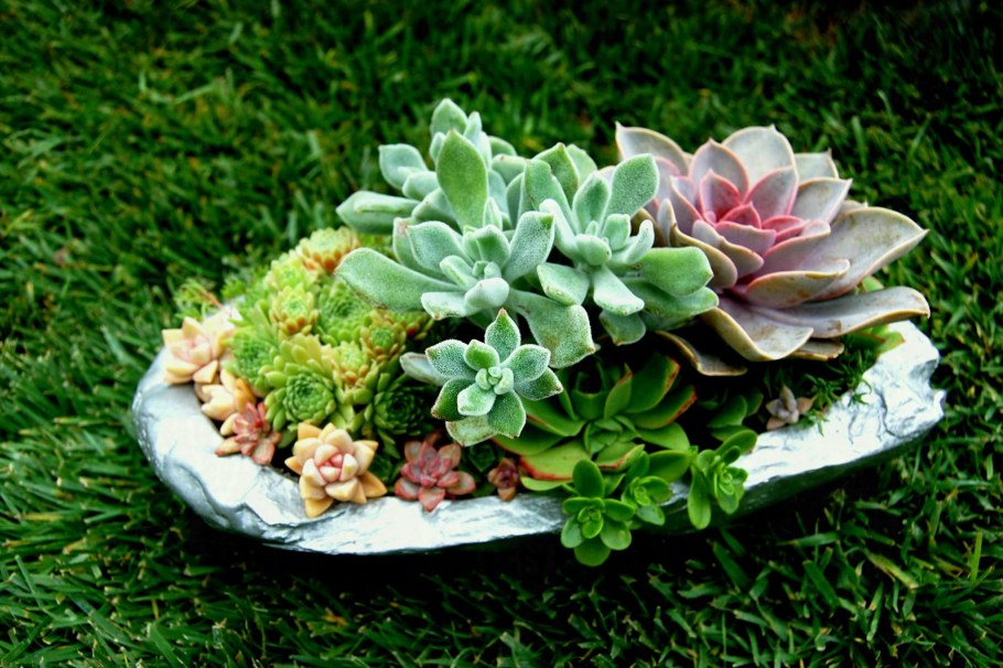 Клумба с суккулентами на даче