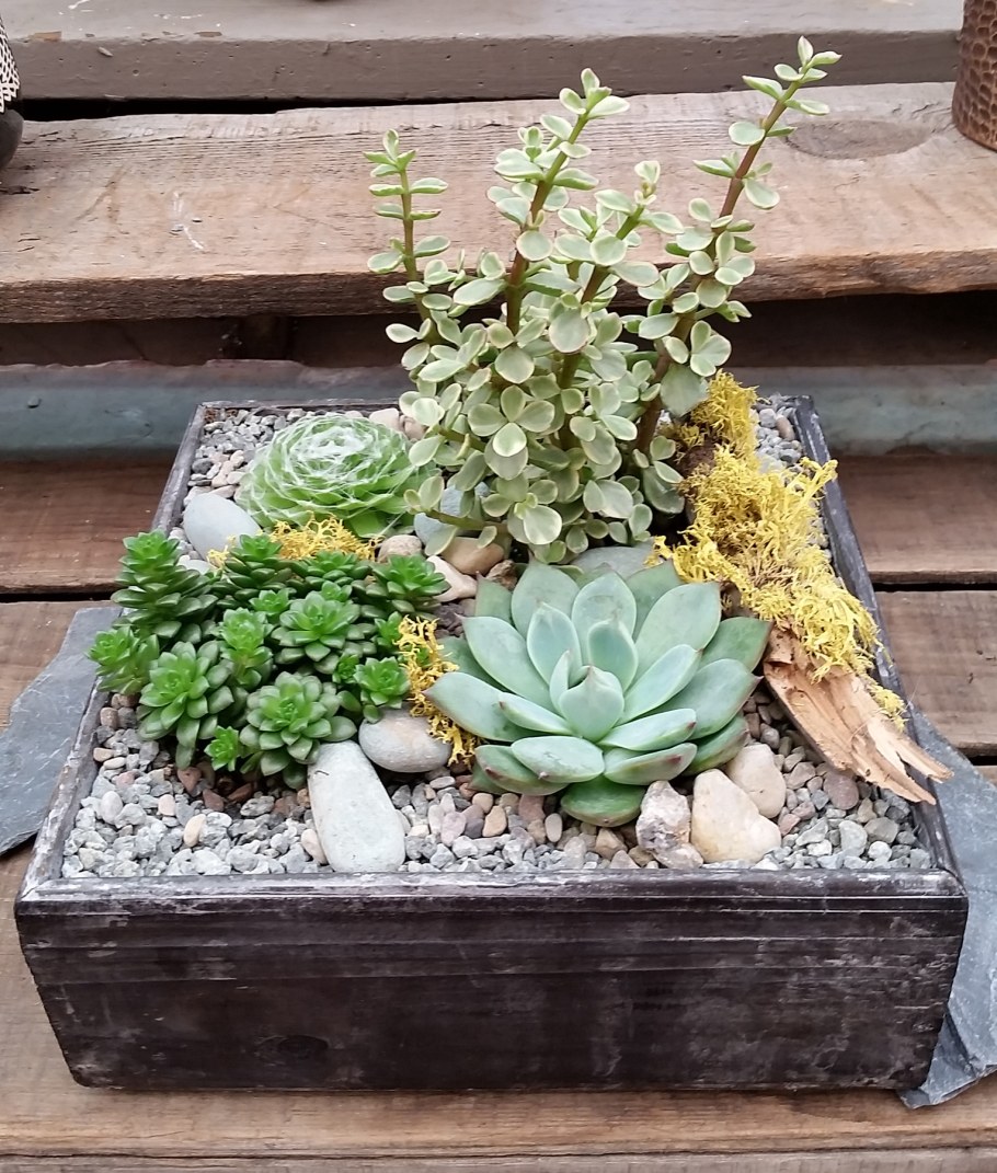 Эхеверия хавортия