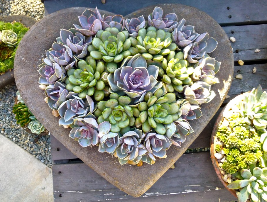 Камнеломка семпервивум