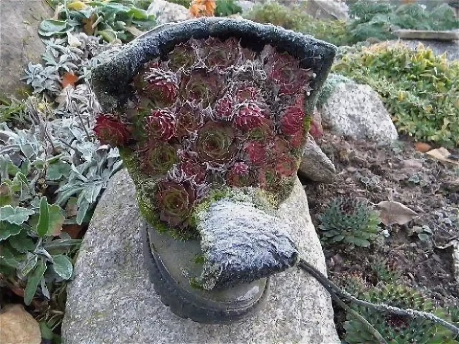 Суккуленты на даче композиции