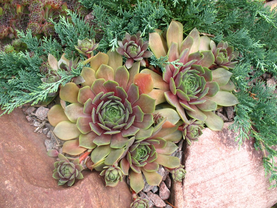 Камнеломка семпервивум