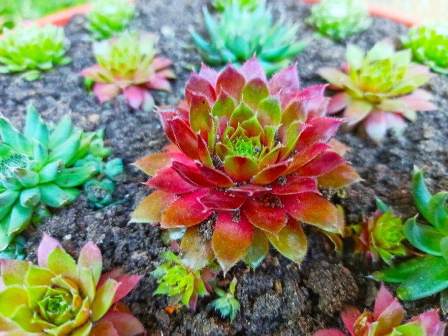 Горка для туи Альпийская и суккулентов