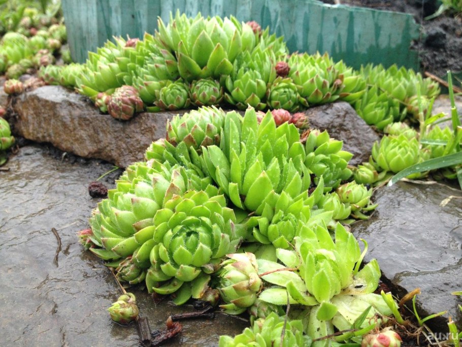 Композиция с суккулентами