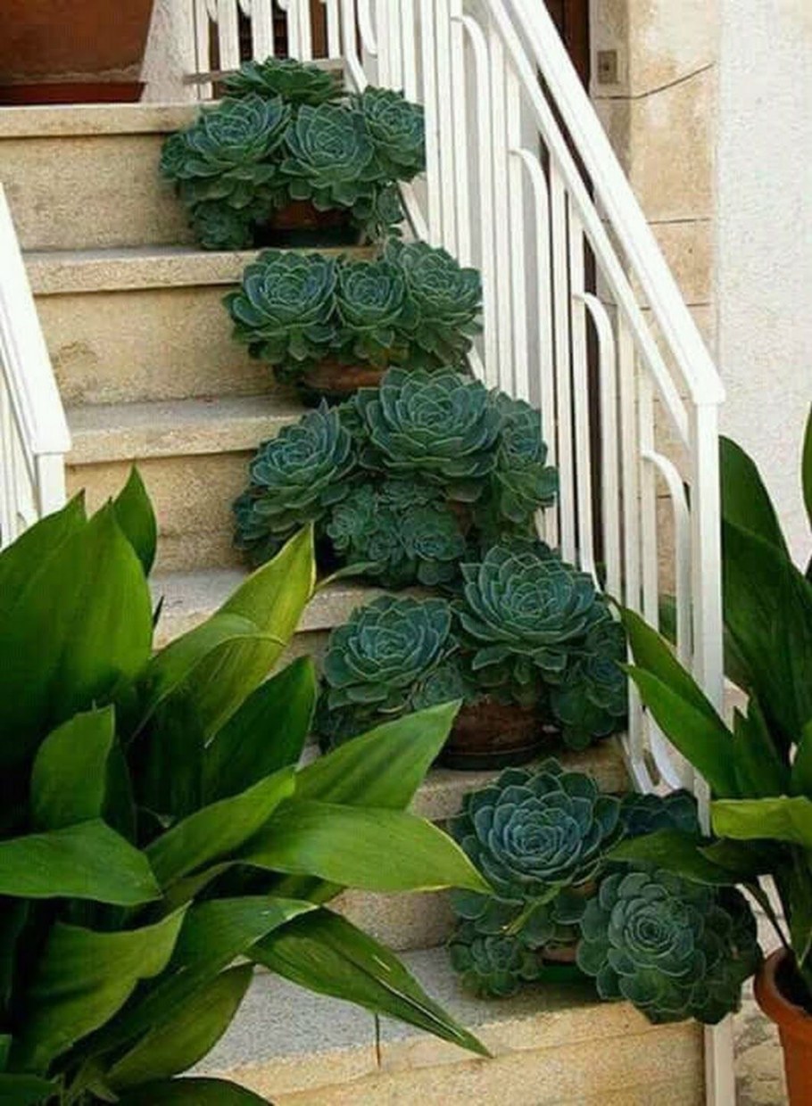 Альпийская горка с каменной розой молодило