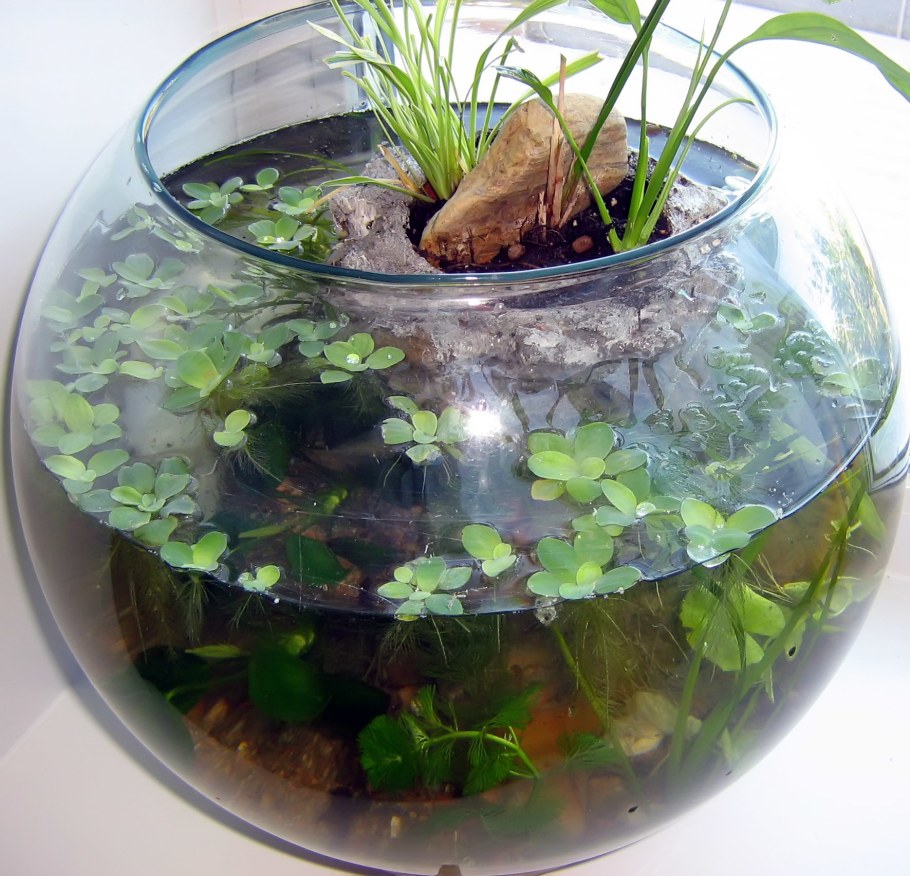 Флорариум круглый