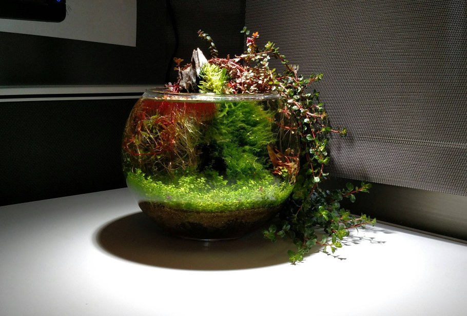 Круглый аквариум для цветов