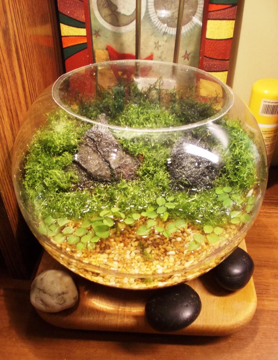 Аквадизайн миниаквариум